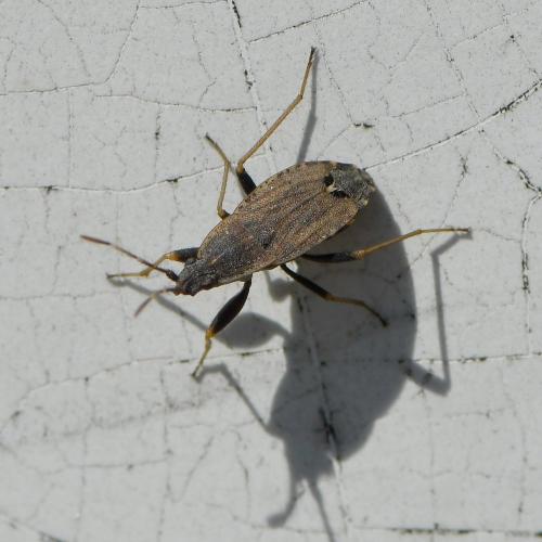 Ischnopeza hirticornis